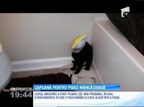 Capcană pentru pisici mâncăioase