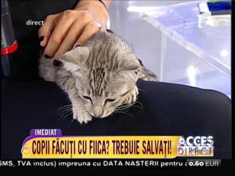 Un pisoiaș drăguț își caută stăpân!