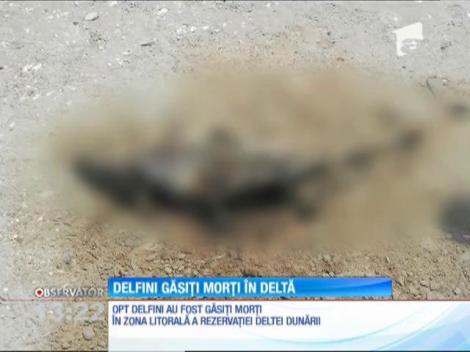 Delfini găsiți morți în Delta Dunării