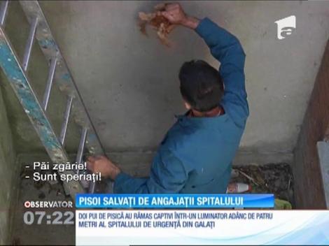 Pui de pisică salvați de angajații spitalului
