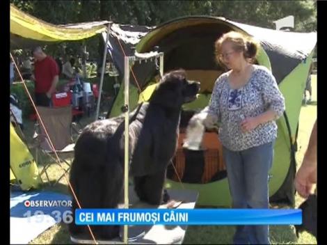 Cei mai frumoşi câini s-au adunat la Bucov