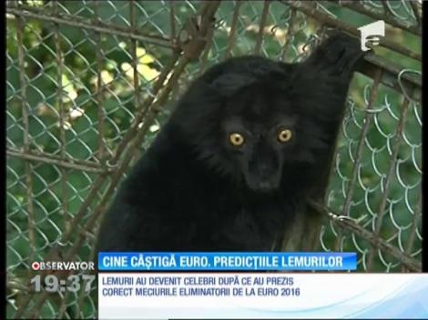 Finala Campionatului European de Fotbal. Lemurii o dau câștigătoare pe Portugalia