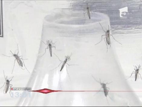 Virusul Zika, confirmat în România! Primul caz, o tânără de 27 de ani