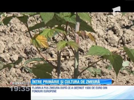 Un tânăr dintr-o comună din Satu-Mare şi-a început propria lui cultură de zmeură