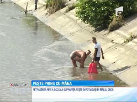 Zeci de gorjeni au prins peștele cu mâna