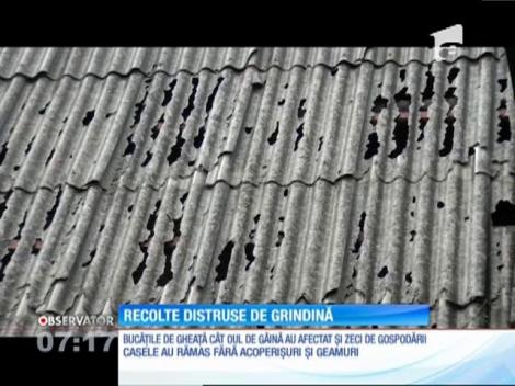 Mii de hectare de culturi agricole au fost distruse de grindină în judeţul Suceava