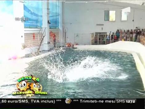 Ni-Ni și Chen-Chen, în casă nouă! Cum arată noul bazin al delfinilor din Constanța