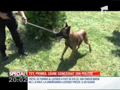Special! Tey, primul câine concediat din poliție