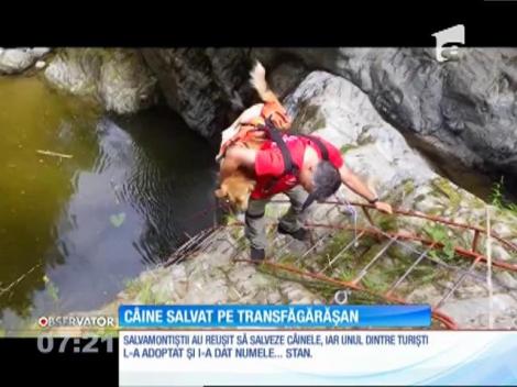Un câine a avut nevoie de ajutorul salvamontiştilor, ca să scape dintr-o capcană montană
