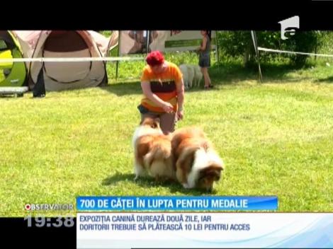 Şapte sute de câini, din rase rare sau foarte valoroase, se întrec într-un concurs de frumuseţe la Oradea