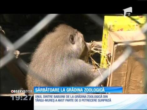 Petrecere surpriză pentru unul dintre babuinii de la Grădina Zoologică din Târgu-Mureș