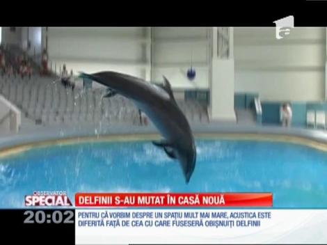 SPECIAL! Delfinii Ni-Ni şi Chen-Chen au fost mutaţi în casă nouă