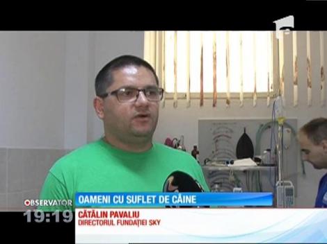 Patru câini au fost îngropaţi în smoală şi abandonaţi la marginea oraşului Iaşi