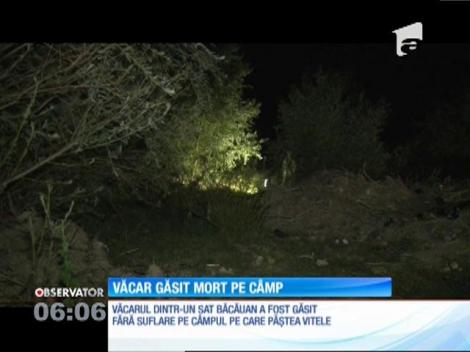 Văcarul dintr-un sat băcăuan a fost găsit fără suflare pe un câmp