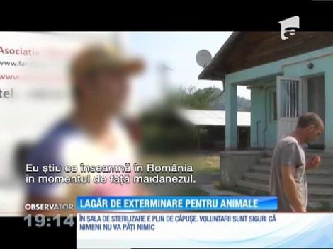 Imagini incredibile au fost surprinse de voluntari în adăpostul pentru animale din Câmpina