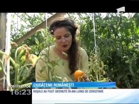 Serele Staţiunii de Cercetare Legumicolă din Buzău - un fel de muzeu al roşiilor