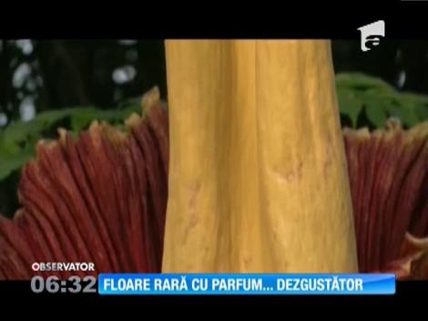 O "floare-cadavru" a înflorit pentru prima dată după 80 de ani, la grădina botanică din New York