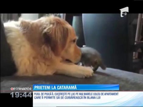 Un pui de pisică şi un labrador, prieteni la cataramă