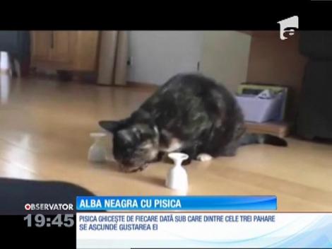 "Alba-neagra" cu pisica