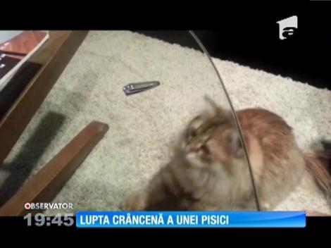 Lupta crâncenă a unei pisici