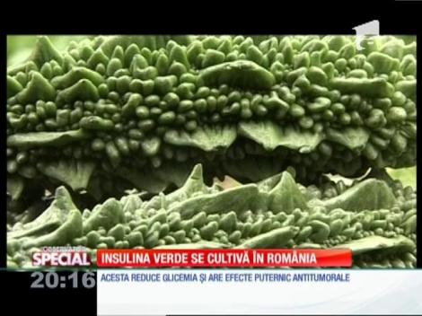 Special! Insulina verde se cultivă în România