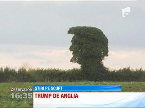 Sosia lui Donald Trump, un copac!