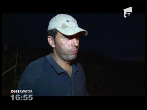 Porcii mistreţi fac ravagii prin culturile de porumb din Buzău