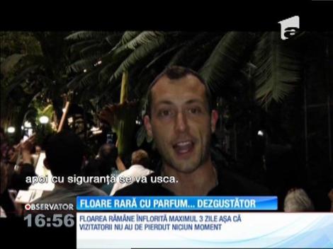 Cea mai mare floare din lume, Floarea-Cadavru, a înflorit