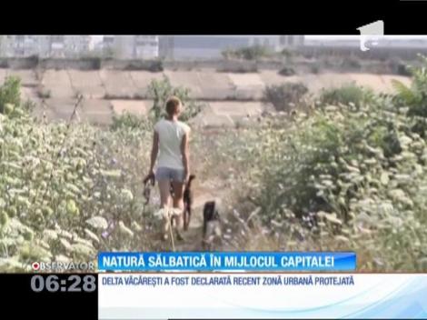 Delta Văcăreşti - natură sălbatică în mijlocul Capitalei