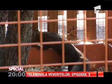 SPECIAL! Telenovelă veveriţelor: episodul 3