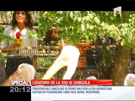 SPECIAL! Locatarii de la zoo şi canicula