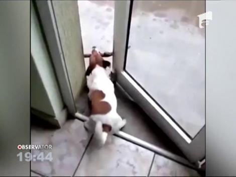 Viralul care a stârnit hohote de râs pe internet! Un câțel se chinuie să treacă un băţ printr-o usă întredeschisă