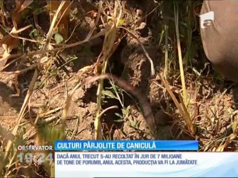 România se confruntă pentru al doilea an consecutiv cu o secetă aspră