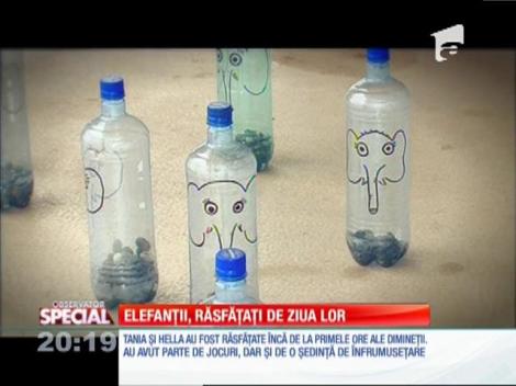 SPECIAL! Elefanţii, răsfăţaţi de ziua lor!