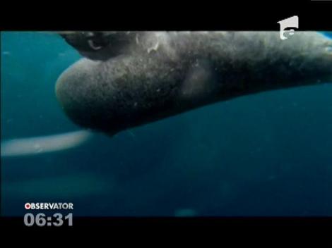 Rechinii din apele Groenlandei trăiesc chiar și 400 de ani!