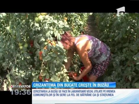 Cercetătorii buzoieni au aclimatizat deja un soi de crizantemă comestibilă