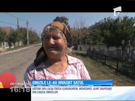 Un sat din Mehedinți a fost invadat de omizi