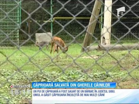 Un pui de căprioară a fost salvat din colţii unor câini de către un pescar