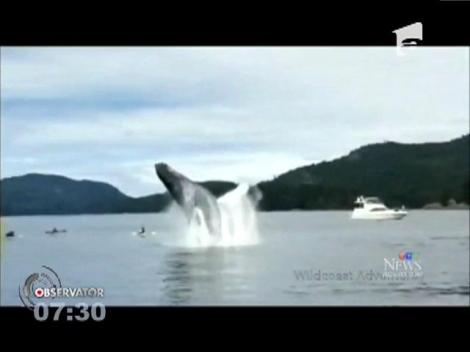 Câţiva turişti britanici s-au trezit înconjuraţi de două balene care făceau salturi în preajma lor