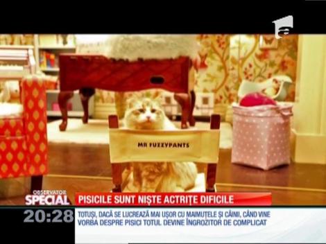 Special! Pisicile sunt niște actrițe dificile