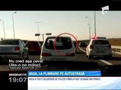 O văcuță a blocat autostrada Soarelui, pe sensul spre București