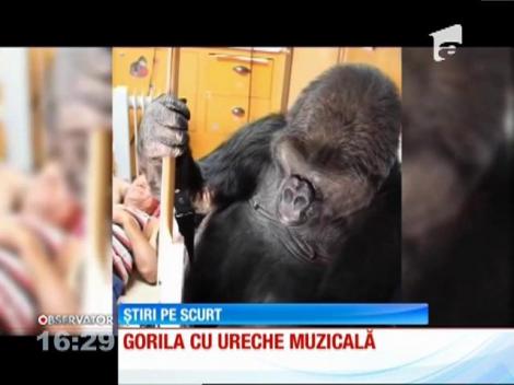 Flea, basistul de la Red Hot Chilli Peppers, a învăţat-o pe gorila Koko să cânte câteva acorduri