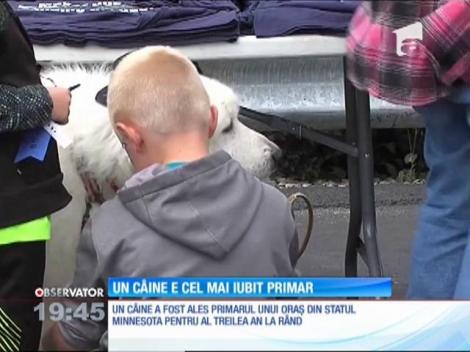 Un câine de 9 ani a fost ales, pentru a treia oară, primar. Mandatul său este de un an