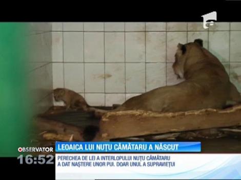 O nouă atracţie la ZOO Galaţi: Perechea de lei a lui Nuţu Cămătaru are un pui