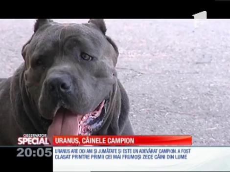 Special! Uranus, campionul frumuseții