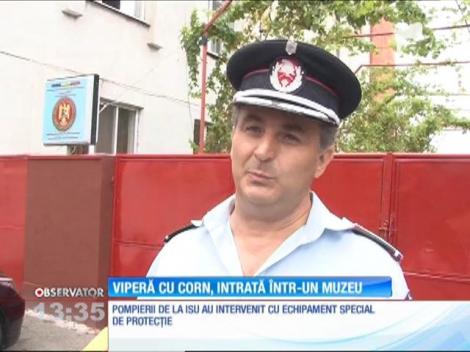 Momente de panică într-un muzeu din Mehedinţi. O viperă cu corn a intrat în clădire
