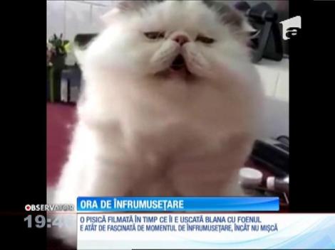 Pisica înnebunită după foen!