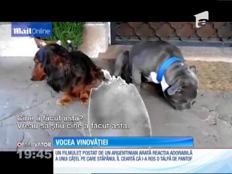 Un câine vinovat face spectacol cu reacția sa