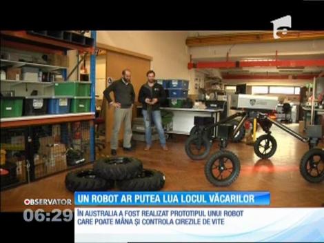La o fermă din Australia un robot face treaba văcarului: are grijă ca vacile şi oile să nu se rătăcească