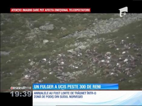 322 de reni, uciși de un fulger!